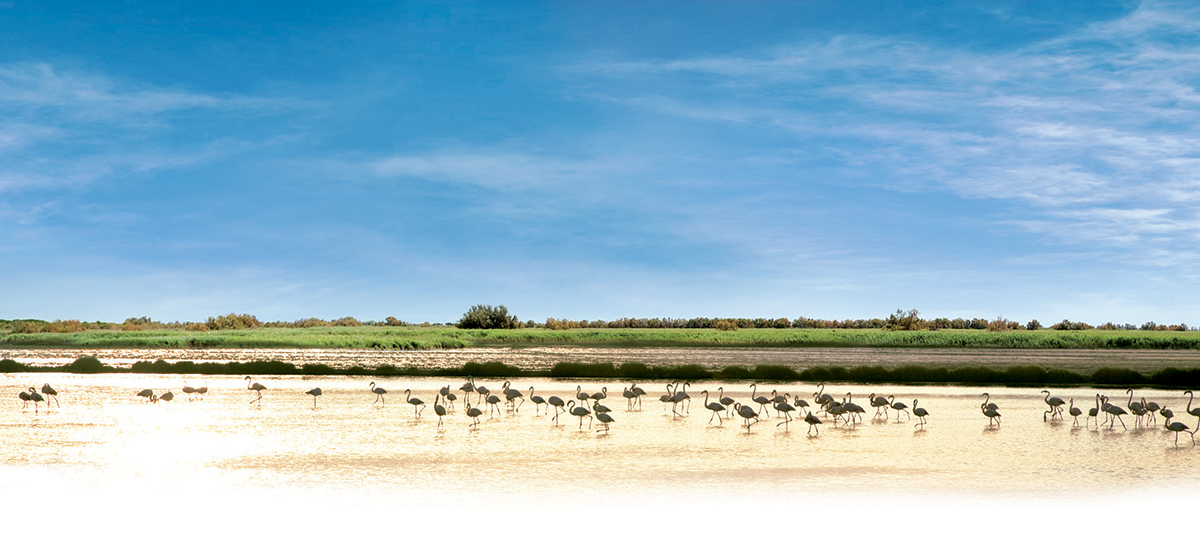 camargue flamants roses